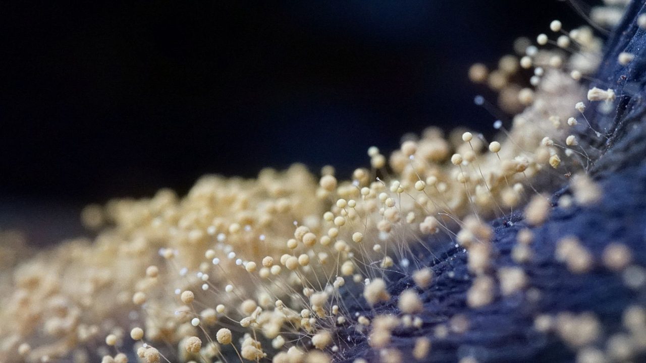 Is Black Mold Dangerous? When to Call a Remediation Professional