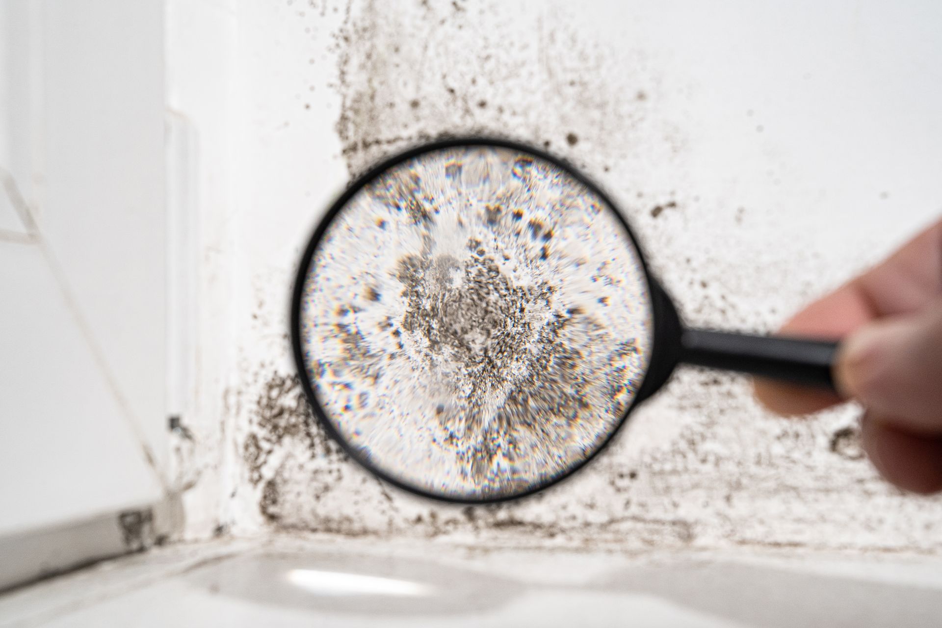 Is Black Mold Dangerous? When to Call a Remediation Professional