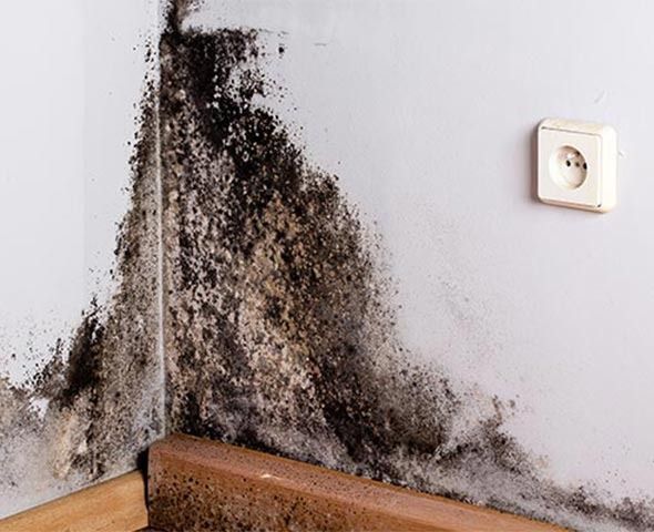Remediation of Structural Mold in Orange County — DKI Restotech