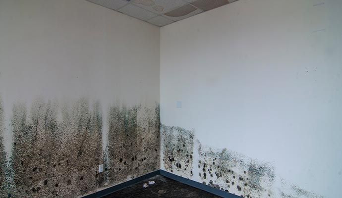 Professional Mold Cleanup and Removal in Orange County — DKI Restotech