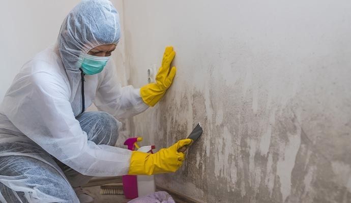 Professional Mold Cleanup and Removal in Orange County